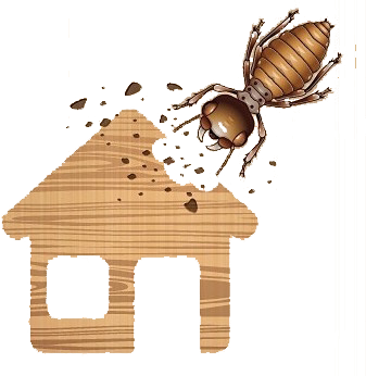 Wood-destroying Insect Inspection